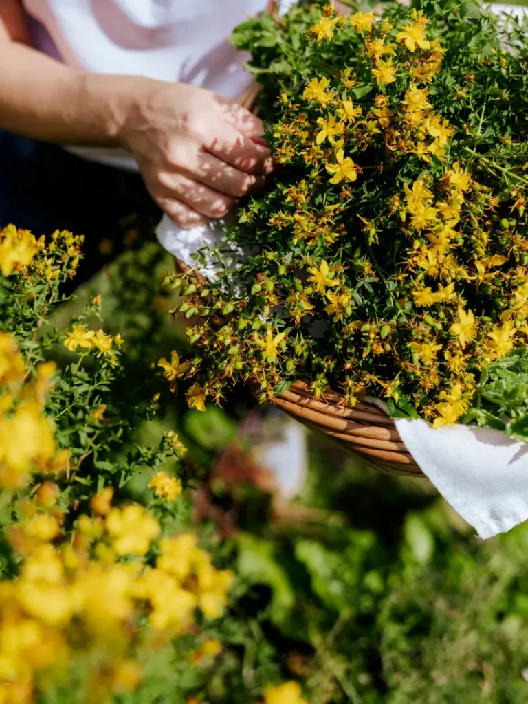 Kräuterwelt und Naturprodukte auf der Branntweineralm im Salzburger Lungau